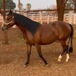 LOTE 003 - EMBRIÃO A EFETIVAR (LITTLE JAZZAREY x REDNECK CRAT)