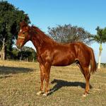 LOTE 014 - HYDRIVE BOY