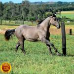 LOTE 021 - SMART PISTOL REY B3