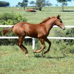 LOTE 020 - KING KAT REY VRA