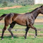 LOTE 008 - INDIAN BOONSMAL SN