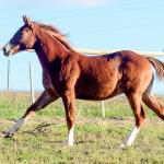 LOTE 021 - JOHN CAT GUN CDA