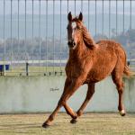 LOTE 016 - JACK FLYER