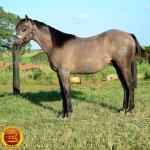 LOTE 021 - SMART PISTOL REY B3