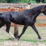 LOTE 019 - CACIQUE ESM DA PPMP