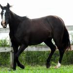 LOTE 016 - FAST BLACK APOLLO YBJ