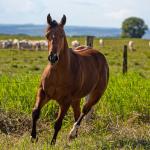 LOTE 004 - GUAPA PEPPY SAN