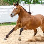 LOTE 014 - BONECA ESM DA PPMP